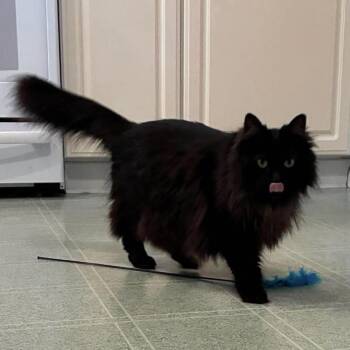 Lunar Eclipse -  Domestic Long Hair Cat for Adoption in Chicago, Illinois - Lunar Eclipse | PetCurious