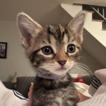 Candy -  Domestic Short Hair Cat for Adoption in East Hanover, New Jersey - Candy | PetCurious
