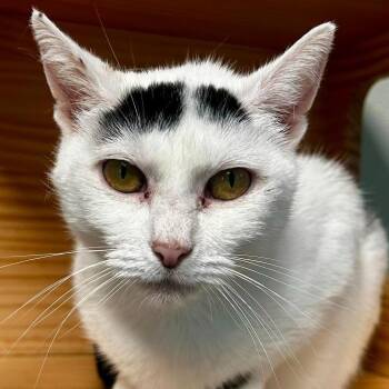 Clover -  Domestic Short Hair Cat for Adoption in New Philadelphia, Ohio - Clover | PetCurious