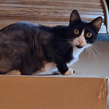 Domestic Short Hair Cats Available for Adoption in Titusville, Florida - Oreo MI | PetCurious