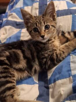 Licorice -  Domestic Short Hair Cat for Adoption in Lewisburg, Tennessee - Licorice | PetCurious