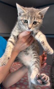 Domestic Short Hair Cats Available for Adoption in Liverpool, New York - Jingles | PetCurious