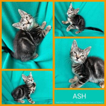 Domestic Short Hair Cats Available for Adoption in Corpus Christi, Texas - Ash | PetCurious
