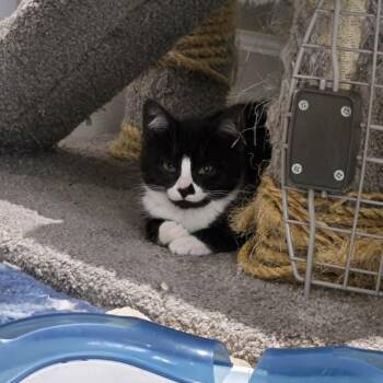 Emily -  Domestic Short Hair Cat for Adoption in Abbotsford, British Columbia - Emily | PetCurious