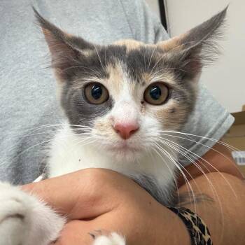 Confetti -  Domestic Short Hair Cat Available for Adoption in Lake Jackson, Texas - Confetti | PetCurious