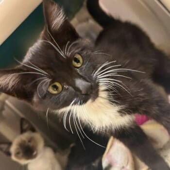 Megamouth -  Domestic Short Hair Cat for Adoption in Walnut Creek, California - Megamouth | PetCurious