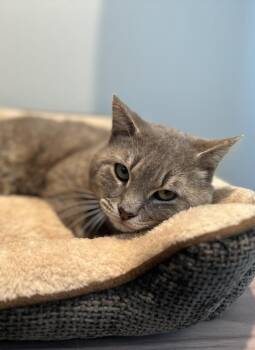 Tabby and Domestic Short Hair Cats Available for Adoption in Dallas, Texas - Monsier Lapsnottraps | PetCurious