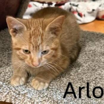 Arlo C12353 -  Domestic Short Hair Cat for Adoption - Arlo C12353 | PetCurious