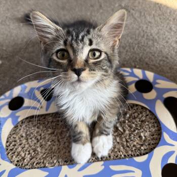 Charlotte -  Domestic Medium Hair Cat for Adoption in Hamburg, New York - Charlotte | PetCurious