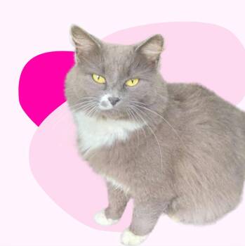 Rescue Domestic Long Hair Cats for Adoption in Mt. Juliet, Tennessee - Storm | PetCurious