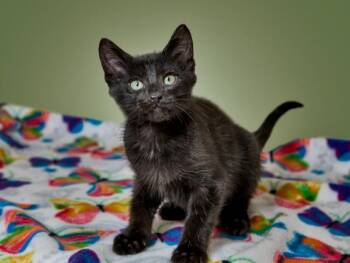 LENNY -  Domestic Short Hair Cat for Adoption in Santa Fe, New Mexico - LENNY | PetCurious