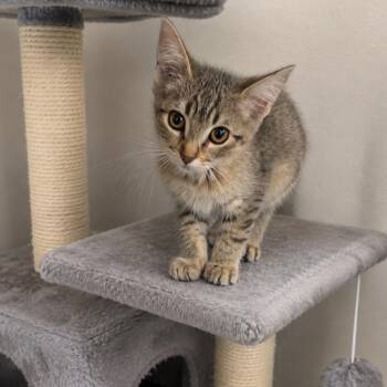 Microwave -  Domestic Short Hair Cat for Adoption in Fresno, California - Microwave | PetCurious