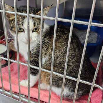 Rescue Domestic Medium Hair Cats for Adoption in Eureka Springs, Arkansas - Chipette* | PetCurious