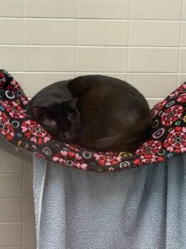 SALEM -  Domestic Short Hair Cat for Adoption in Omaha, Nebraska - SALEM | PetCurious