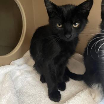Bean -  Domestic Short Hair Cat for Adoption in Flagstaff, Arizona - Bean | PetCurious