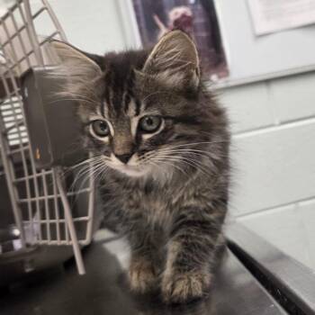 Tic -  Domestic Short Hair Cat for Adoption in Chattanooga, Tennessee - Tic | PetCurious