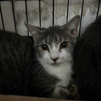 Alcove -  Domestic Short Hair Cat for Adoption in Lyndhurst, Virginia - Alcove | PetCurious