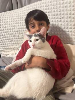 Turkish Van Cats Available for Adoption in Monrovia, California - Emri | PetCurious