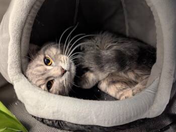 Domestic Short Hair Cats Available for Adoption in St. Cloud, Minnesota - Wolfie | PetCurious