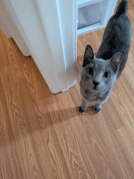 Ernie TP1 -  Domestic Short Hair Cat Available for Adoption in Darien, Georgia - Ernie TP1 | PetCurious