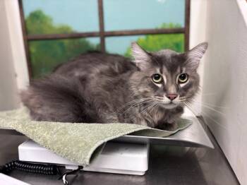 GREGORY -  Maine Coon and Ragdoll Cat for Adoption in Houston, Texas - GREGORY | PetCurious
