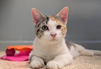 Calypso -  Calico Cat for Adoption in Waupun, Wisconsin - Calypso | PetCurious