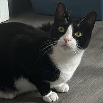 Rescue Domestic Short Hair Cats for Adoption in Port Washington, New York - Delphi | PetCurious