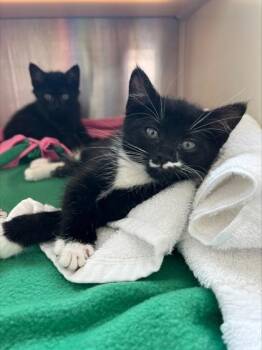 Sneakers -  Domestic Short Hair Cat for Adoption in Westland, Michigan - Sneakers | PetCurious