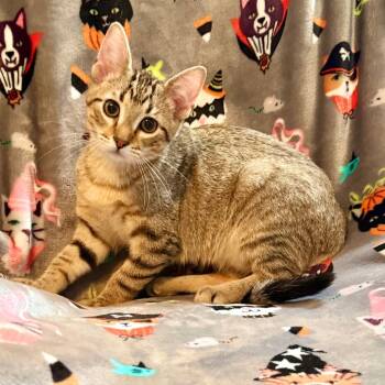 Rescue Domestic Short Hair Cats for Adoption in Kansas City, Missouri - Frank | PetCurious