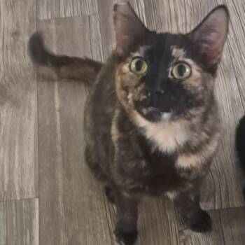 Tortellini -  Domestic Short Hair Cat for Adoption in Las Vegas, Nevada - Tortellini | PetCurious