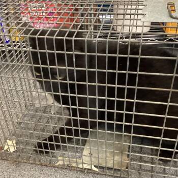 Domestic Short Hair Cats Available for Adoption in Montgomery, Alabama - Bean | PetCurious