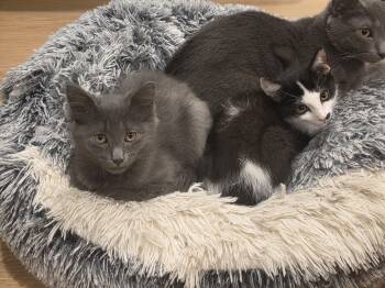 Boop Boop and Scooby -  Domestic Long Hair Cat for Adoption in Lawrenceville, Georgia - Boop Boop And Scooby | PetCurious