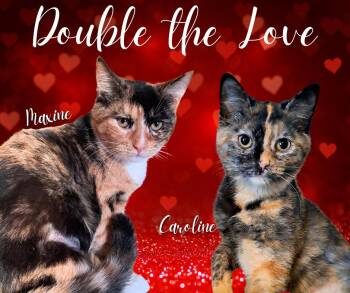 Domestic Short Hair Cats Available for Adoption - Maxine (26-001 C) | PetCurious