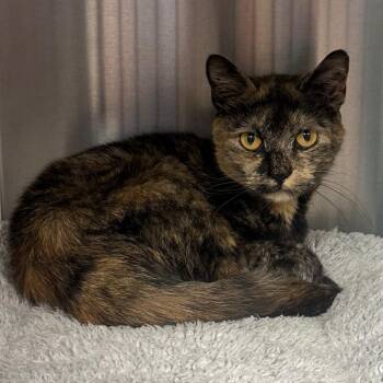 Yuna -  Domestic Short Hair Cat Available for Adoption - Yuna | PetCurious