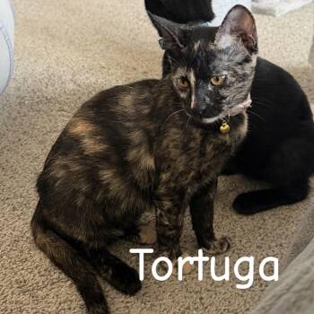 Tortuga -  Domestic Short Hair Cat for Adoption in Prosper, Texas - Tortuga | PetCurious