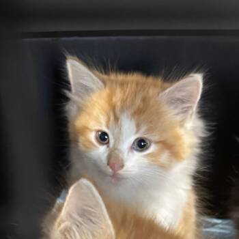 Rosemary *Avail 10/3* -  Domestic Long Hair Cat for Adoption in Kennebunk, Maine - Rosemary *Avail 10/3* | PetCurious