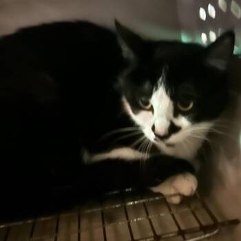 Veronica -  Domestic Short Hair Cat for Adoption in Veneta, Oregon - Veronica | PetCurious