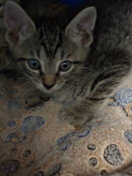 Rescue Domestic Short Hair Cats for Adoption in Ellijay, Georgia - Vivace | PetCurious