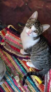 Rescue Domestic Short Hair Cats for Adoption in Atlanta, Georgia - Banjo Beaumont | PetCurious