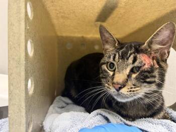 KEVIN -  Domestic Short Hair Cat for Adoption in Kent, Washington - KEVIN | PetCurious