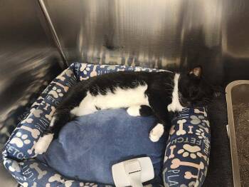 Opal -  Domestic Short Hair Cat for Adoption in Chicago, Illinois - Opal | PetCurious