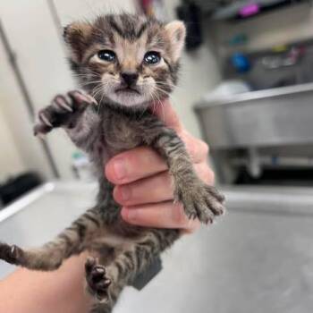 Sprout 26-08-176 -  Domestic Short Hair Cat for Adoption in Bastrop, Texas - Sprout 26-08-176 | PetCurious