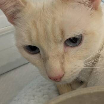 Siamese Cats Available for Adoption - Blondie  | PetCurious