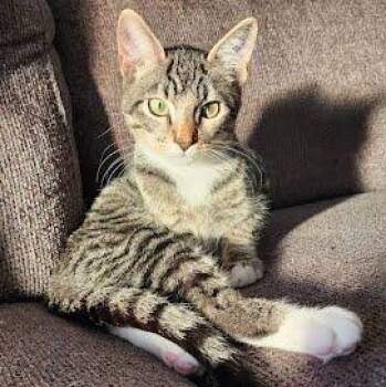 Tabby and Domestic Short Hair Cats Available for Adoption - Zimba | PetCurious