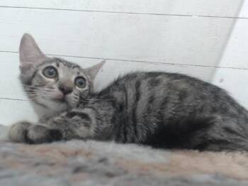 LUCKY CHARMS -  Domestic Short Hair Cat for Adoption in Orlando, Florida - LUCKY CHARMS | PetCurious