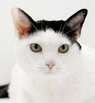 Turkish Van and Torbie Cats Available for Adoption in Bedford Hills, New York - Piper Is The MOST Precious CHONKY CHONK - Therapy Lap Cat - Elig | PetCurious