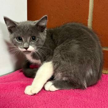 Cassandra -  Domestic Short Hair Cat for Adoption in Cabot, Arkansas - Cassandra | PetCurious