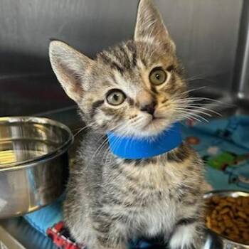 Domestic Short Hair Cats Available for Adoption in Knoxville, Tennessee - Tuesday | PetCurious