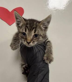 RUE - NEEDS A FOSTER -  Domestic Short Hair Cat for Adoption in Ontario, California - RUE - NEEDS A FOSTER | PetCurious