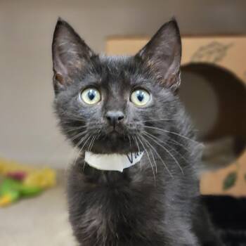 Vader -  Domestic Short Hair Cat for Adoption in Sarasota, Florida - Vader | PetCurious